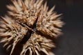 2Closed Datura stramonium Jimson weed seed macro, open end, abstract, spikes and web Royalty Free Stock Photo