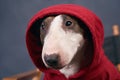 Closed shot portrait of bull Terrier hood on head