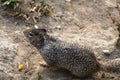 Closed shot squirrel in forest while smelling grass Royalty Free Stock Photo