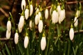 Closed snowdrops Royalty Free Stock Photo