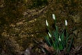 Closed snowdrops Royalty Free Stock Photo