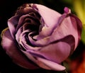 A closed, spiraled petals of a dark purple and white rose