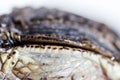 Closed squeezed eye of cub Nile crocodile Crocodylus niloticus. macro Royalty Free Stock Photo