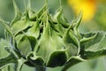 Closed sunflower nature background