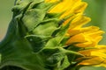 Insect on closed sunflower opening Royalty Free Stock Photo