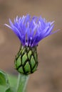 Closed Thistle Royalty Free Stock Photo