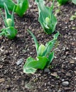 Closed tulip buds spring