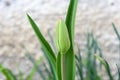 Closed tulip closeup