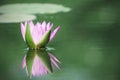Closed up beautiful fresh lotus or water lily flower in the pond Royalty Free Stock Photo