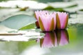 Closed up beautiful fresh pink lotus or water lily flower in the pond Royalty Free Stock Photo