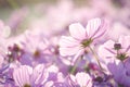 Closed up beautiful soft pink young cosmos flower over blur natural pink background Royalty Free Stock Photo