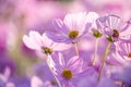 Closed up beautiful soft pink young cosmos flower over blur natural pink background Royalty Free Stock Photo