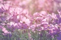 Closed up beautiful soft pink young cosmos flower over blur natural pink background Royalty Free Stock Photo