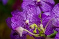 Closed up beautiful violet Vanda orchids in a garden