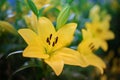 Closed up beautiful yellow lily soft focus shot