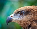 Closed up Black Kite Royalty Free Stock Photo