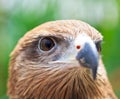 Closed up Black Kite Royalty Free Stock Photo