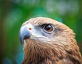Closed up Black Kite Royalty Free Stock Photo