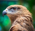 Closed up Black Kite Royalty Free Stock Photo
