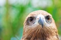 Closed up Black Kite Royalty Free Stock Photo