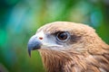 Closed up Black Kite Royalty Free Stock Photo