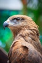 Closed up Black Kite Royalty Free Stock Photo