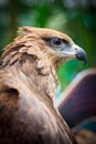 Closed up Black Kite Royalty Free Stock Photo