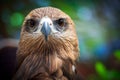 Closed up Black Kite Royalty Free Stock Photo
