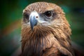 Closed up Black Kite Royalty Free Stock Photo