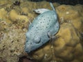 Closed up the blackspotted puffer at south andaman, Thailand Royalty Free Stock Photo