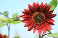 Closed Up Blooming Deep Red Sunflower Against Sunny Blue Sky Royalty Free Stock Photo