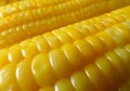 Closed up Boiled Yellow Sweet Corn for Background