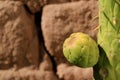 Closed up bright green Cactus Pear on its tree in the sunlight of Atacama desert, Chile, South America Royalty Free Stock Photo