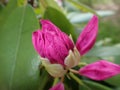 closed up buds of pink purple rhodendrum flower,