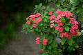 Closed Up Bunch Of Blooming Vivid Pink Color Crown Of Thorns Flowers With Green Leaves