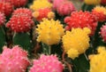 Closed up Bunch of Colorful Mini Cactus Plants, Multi-Color Mini Cactus Plants