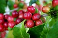 Closed Up Bunch of Red Ripe Coffee Cherries on Its Tree Branch Ready for Harvesting Royalty Free Stock Photo
