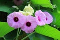 Closed Up Bunch of Vibrant Purple Pink Argyreia Nervosa or Woolly Morning Glory Flowers with Green Leaves