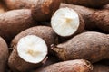 Cassava Root or Tapioca Manihot esculenta Royalty Free Stock Photo