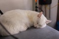 Closed-up of cat lie down on folding chair. Royalty Free Stock Photo