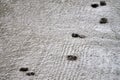Cats footprints in wet fresh concrete