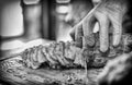 Closed up of chefÃ¢â¬â¢s hand slicing grilled medium rare beef steak on wooden board Barbecue. Black and white tone Royalty Free Stock Photo