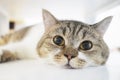 Closed up chubby cat face lying on the floor Royalty Free Stock Photo