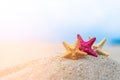 Closed up on colorful starfish beautiful sea shells on the seashore with blue sky background. Vacation and summer conceptual