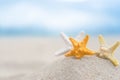 Closed up on colorful starfish beautiful sea shells on the seashore with blue sky background. Vacation and summer conceptual