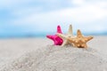 Closed up on colorful starfish beautiful sea shells on the seashore with blue sky background. Vacation and summer conceptual