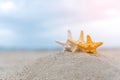 Closed up on colorful starfish beautiful sea shells on the seashore with blue sky background. Vacation and summer conceptual