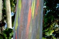 Closed up of a colorful trunk of Rainbow Eucalyptus tree Royalty Free Stock Photo
