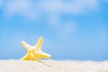 Closed up on colorful yellow starfish on sand,beautiful sea shells on the seashore with blue sky background. Vacation and summer Royalty Free Stock Photo