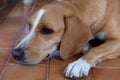 Closed up cross breed dog, dog is waiting for meal from owner.